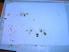 DSCN7002.JPG