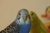 DSC05225.JPG