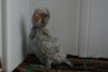 DSC01040.JPG