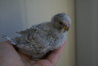 DSC01811.JPG