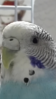 Screenshot_2016-02-09-00-30-18.png