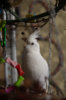 DSC_5335.jpg
