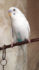 6631AC9B-E0B8-4F38-BFAA-77E9FA3FEC04.png