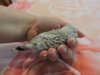 DSCN6667.JPG