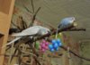 DSCN7081.JPG