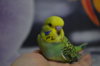 DSC_0652.JPG