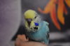 DSC_0722.JPG