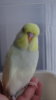 DSC00906.JPG