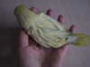 _2090035.jpg