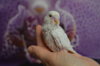 DSC_0516.JPG