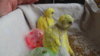 DSCF9071.JPG
