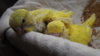 DSCF9089.JPG