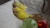 DSCF9093.JPG
