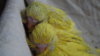 DSCF9113.JPG