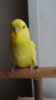 DSCF0034.JPG
