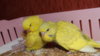 DSCF0101.JPG