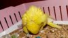 DSCF0104.JPG
