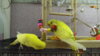 DSCF0336.JPG