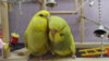 DSCF0355.JPG