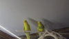 DSCF0415.JPG