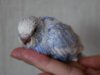 DSC_9426.JPG