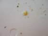 DSC02639.JPG