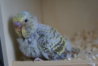 DSC02436.JPG