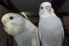 DSCF0718.JPG