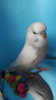 DSCF0887.JPG