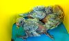 DSCF3088.JPG