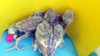 DSCF3080.JPG