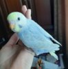 старший 0505.jpg