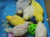 DSCN9136.JPG