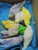 DSCN9139.JPG