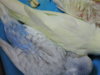 DSCN9128.JPG