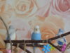 DSCN9435.JPG