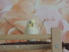 DSCN9495.JPG