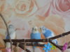 DSCN9436.JPG