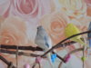 DSCN9506.JPG