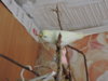 DSCN9508.JPG