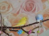 DSCN9509.JPG