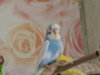 DSCN9518.JPG