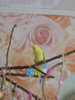 DSCN9529.JPG