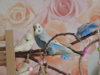 DSCN9547.JPG