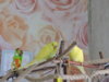 DSCN9568.JPG