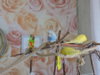 DSCN9575.JPG