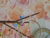 DSCN9594.JPG