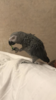 IMG_2603.PNG