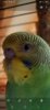 Screenshot_20200716-100101_Gallery.jpg