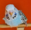 IMG_20200805_200911.jpg